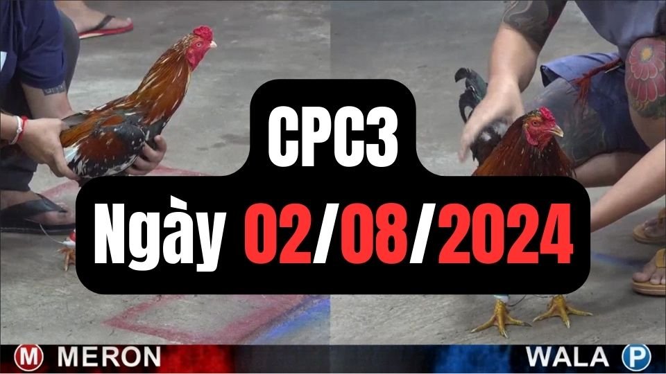 Đá gà thomo CPC3 ngày 02-08-2024